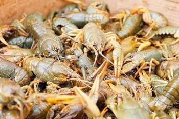 В Швейцарии запретили варить раков живьем

