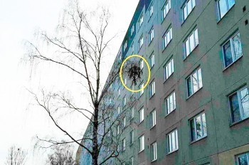 В Чехии пожарным пришлось снимать с дерева рождественскую ёлку