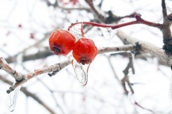Предупреждение о ледяном дожде и сильном гололеде объявлено в Чехии