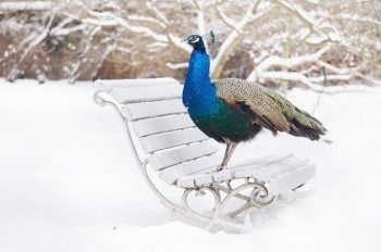 Тоже пражане: снежные фотографии городских животных