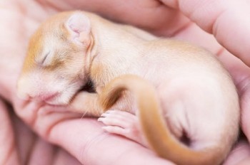 Статистика: в 2024 году в Праге спасли рекордное число диких животных