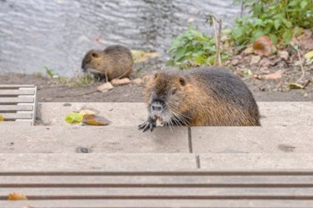 Милые только снаружи: чешский город начал борьбу с нутриями