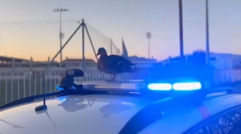 В Чехии у полицейских появилась пернатая напарница: видео