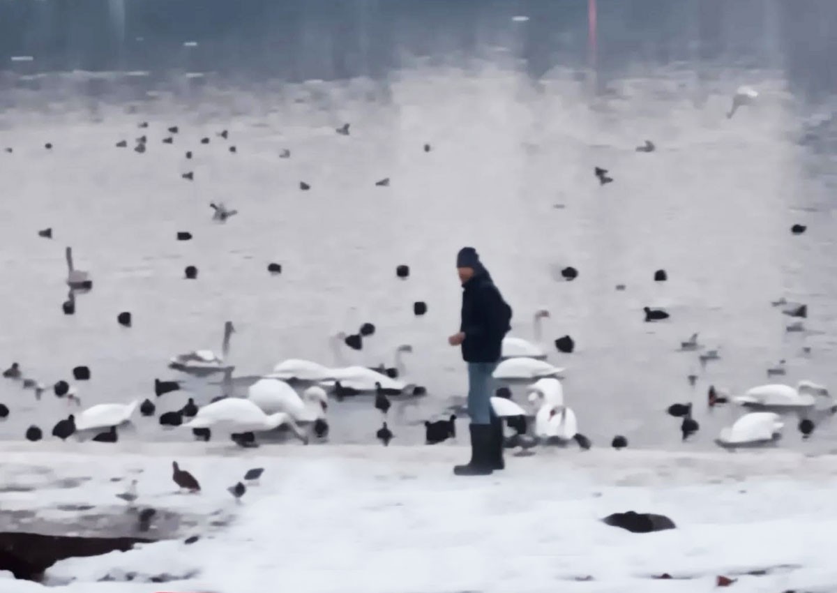Неизвестный похищает лебедей в центре Праги: видео
