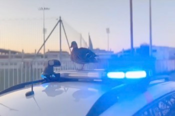 В Чехии у полицейских появилась пернатая напарница: видео