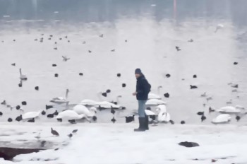 Неизвестный похищает лебедей в центре Праги: видео