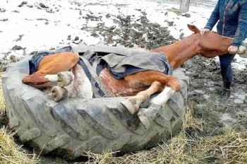 В Чехии конь упал и застрял в тракторной шине