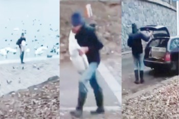 Стал известен мотив кражи лебедей в центре Праги