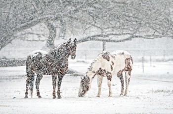 Синоптики: на Чехию надвигается сильный снегопад