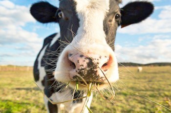 Жителя Чехии госпитализировали на вертолете после атаки коровы