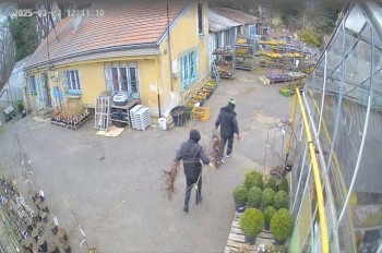 В Чехии неизвестные в масках украли саженцы деревьев: видео