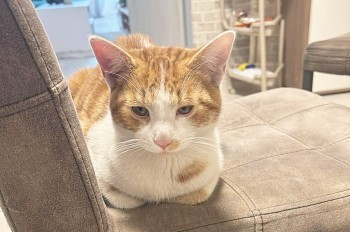 В Праге нашли пропавшего котенка