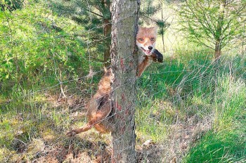 Пражские полицейские спасли от гибели дикую лисицу