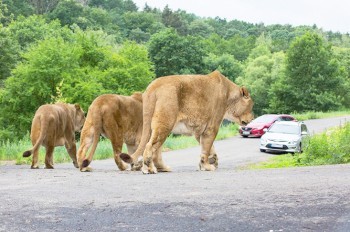 Единственное в Чехии сафари со львами вновь открылось для посетителей