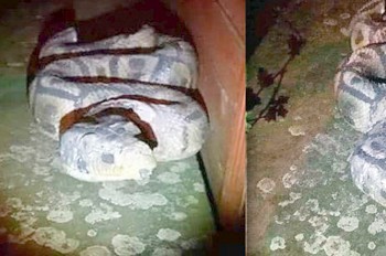 Жительница Праги вызвала полицию из-за гипсовой змеи