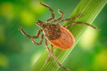 Жителей Чехии предупредили о повышенной активности клещей
