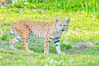 Рысь покусала 5-летнего мальчика в чешском зоопарке