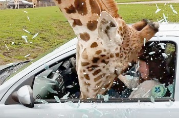 Посетительница сафари-парка по глупости едва не травмировала жирафа: видео