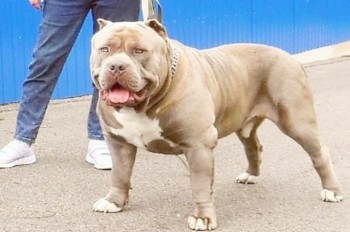 В Чехии собака насмерть загрызла своего хозяина