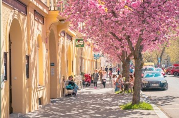Прогулка по цветущей Праге: много красивых фотографий