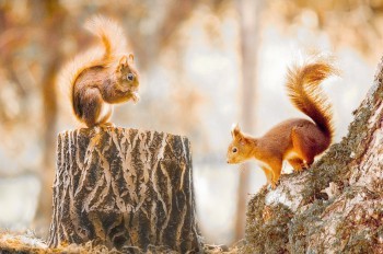 В Чехии полицейские помогли бельчатам воссоединиться с мамой: видео