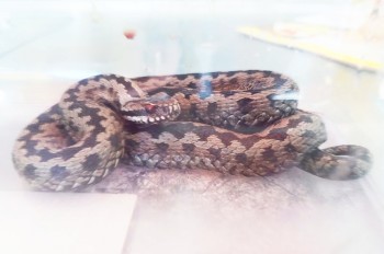 В Чехии в магазин косметики заползла ядовитая змея