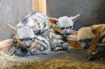 В чешском зоопарке родились земляные волчата