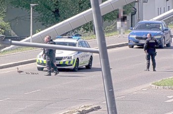 В Чехии полицейские перевели через дорогу утиное семейство
