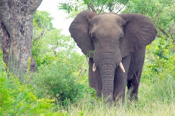 В Чехии «слон-грабитель» травмировал пенсионерку