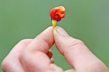 Британец вырастил самый острый перец в мире