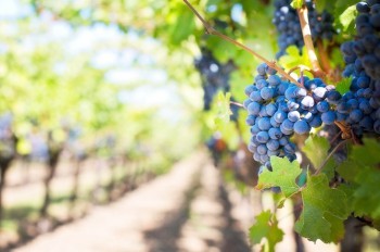 Чехии угрожает смертельная для урожая бактерия