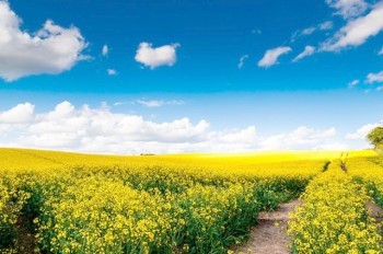 Ученые рассказали о происхождении желтой пыльцы, засыпавшей Чехию