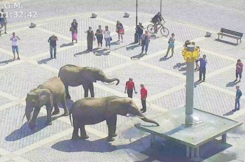 В Чехии полицейские разогнали «митинг» слонов: видео