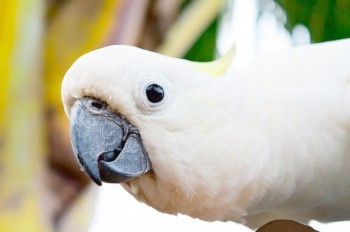 Соседи приняли перепалку с попугаем за семейный скандал и вызвали полицию