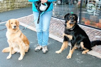 В чешском городе запретили длинные поводки