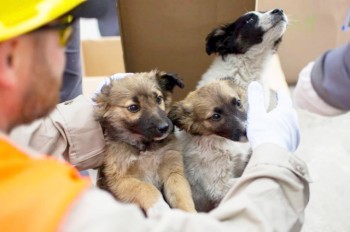  США приютят 200 бездомных щенков из Чернобыля