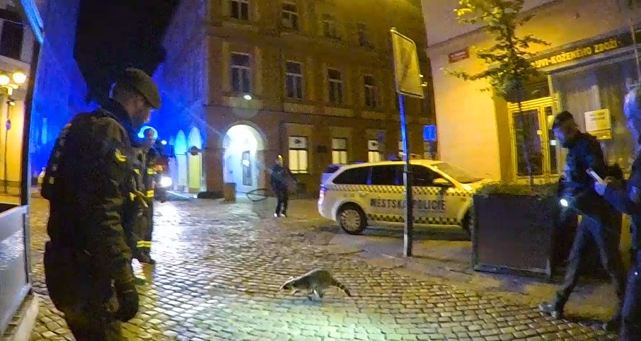 В Чехии енот обставил полицейских и пожарных: видео 