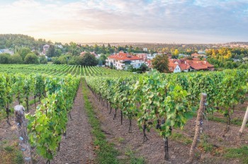 В Праге пройдут бесплатные экскурсии по 18 виноградникам