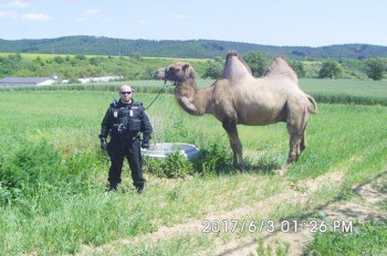 В Чехии по городу разгуливал верблюд: видео