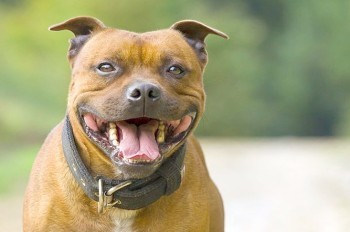 Чеху грозит тюрьма за «шалость» его собаки