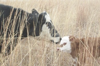 В Чехии корова утопила теленка