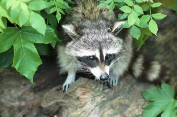 Вегетарианка голыми руками убила бешеного енота