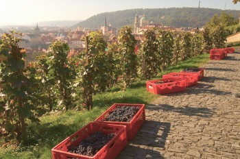 В Чехии продолжаются поиски губительной для урожая бактерии