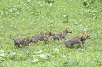 В Пражском зоопарке родились пятеро волчат