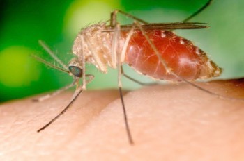 В Чехии обнаружены комары-разносчики опасного вируса