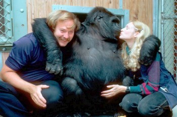 Умерла знаменитая «говорящая» горилла Коко