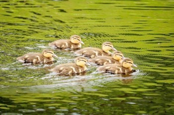 В Праге полицейские спасли утят: видео