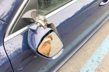 В Праге вандал сломал зеркала у 12 машин