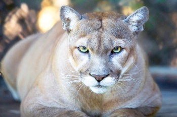 Из зоопарка под Прагой сбежала пума