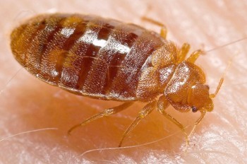 Пассажиры пожаловались на клопов в поездах «Чешских железных дорог»